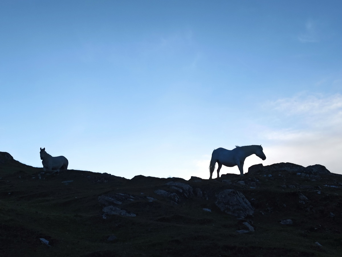 Two horses silhouetted on the ridge against a fading sky