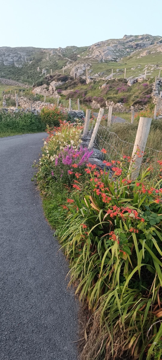 Montbretia and wildflowers lining a narrow lane, rocky hillside and heather beyond